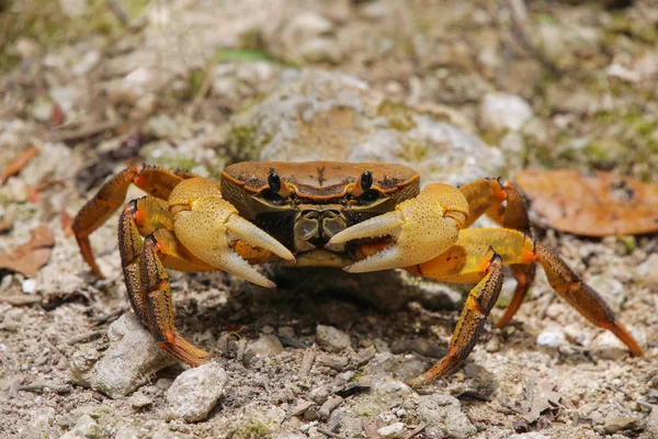 Crabe fantôme assis sur le sol, Nouvelle-Calédonie . — Photo