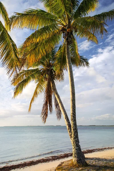 Palm bomen aan de kust van Ouvea Lagoon op Ouvea eiland, loyaliteit — Stockfoto