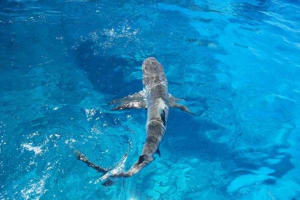 Tiburón gris nadando en aguas cristalinas cerca de la isla Gece, laguna Ouvea — Foto de Stock