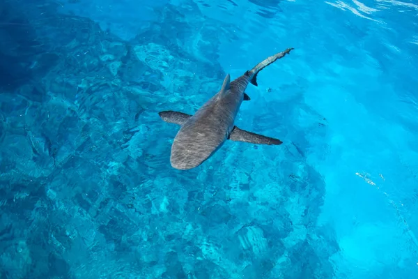 Grey shark swimming in clear water near Gece Island, Ouvea lagoo — Stock Photo, Image