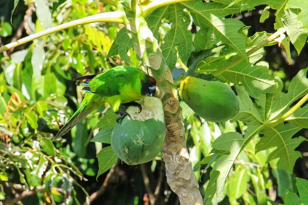 Pappagallo di Ouvea che mangia papaya sull'isola di Ouvea, Isole della Fedeltà, N — Foto Stock