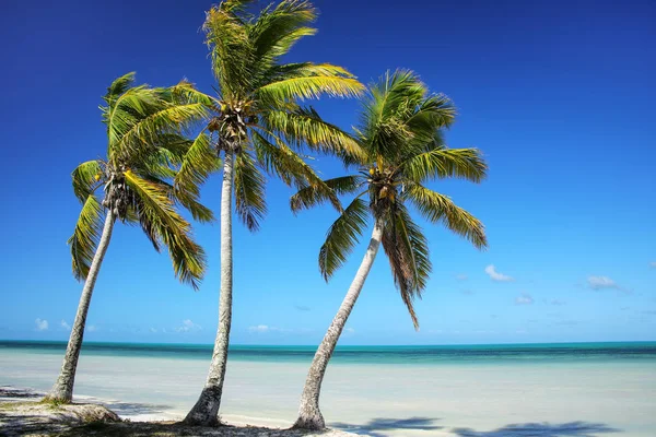 Palmové stromy na pobřeží laguny Ouvea na ostrově Ouvea, loajalita — Stock fotografie