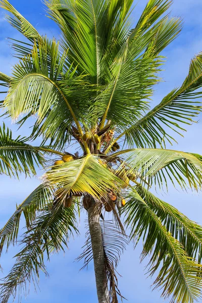 Vista de la copa de la palmera con cocos —  Fotos de Stock