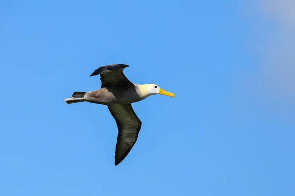 Waved albatross tijdens de vlucht op Espanola Island, Galapagos National — Stockfoto