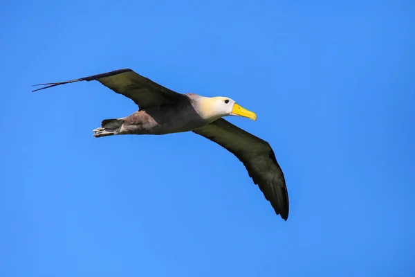 Помахал альбатросом в полете на острове Эспанола, Галапагосский национальный парк — стоковое фото