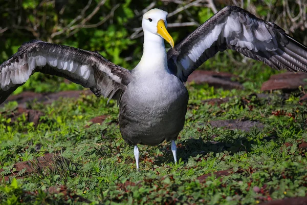 Albatros ondeados extendiendo sus alas, Isla Española, Galápagos — Foto de Stock