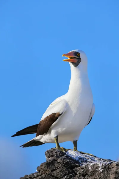 Nazca booby en Isla Española, Parque Nacional Galápagos, Ecuador —  Fotos de Stock