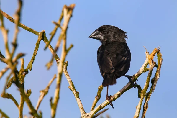 Large Cactus Finch on Espanola Island, Galapagos National park, — Stock Photo, Image