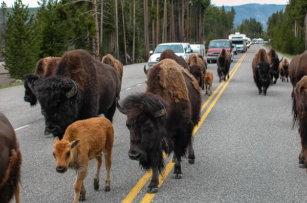 Manada de bisontes bloqueando la carretera en el Parque Nacional Yellowstone, Wyomi — Foto de Stock