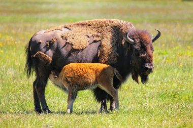Buzağı bakıcısı olan kadın bizon, Yellowstone Ulusal Parkı, Wyoming, ABD