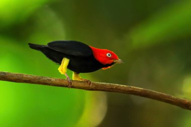 Kosta Rika 'da bir dalda oturan kırmızı başlıklı manakin (Ceratopipra mentalis)