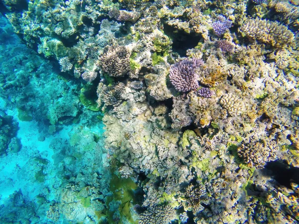 Récif Corallien Large Des Côtes Île Gee Dans Lagune Ouvea — Photo