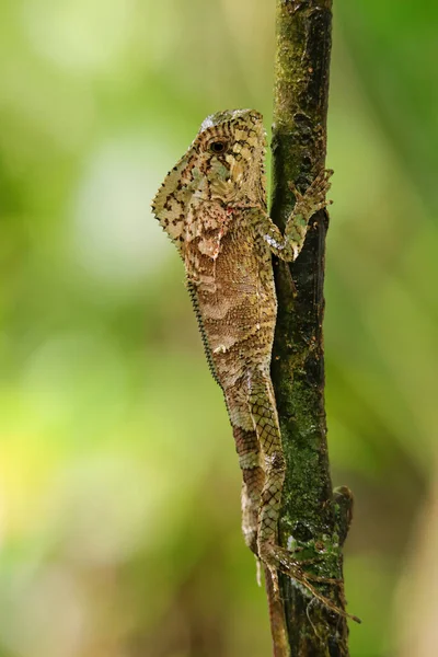 Iguana Casco Liso Macho Corytophanes Cristatus Sentada Tronco Árbol Costa —  Fotos de Stock