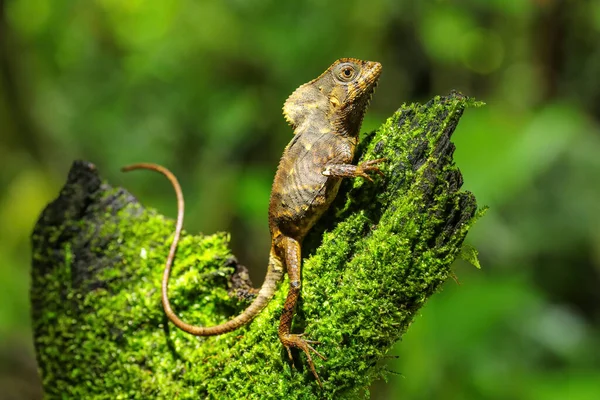 Kobieta Gładki Kask Iguana Corytophanes Cristatus Siedzi Kikucie Kostaryka — Zdjęcie stockowe