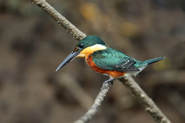 Amerikanischer Zwergeisvogel Chloroceryle Aenea Hockt Auf Einem Stock Costa Rica — Stockfoto