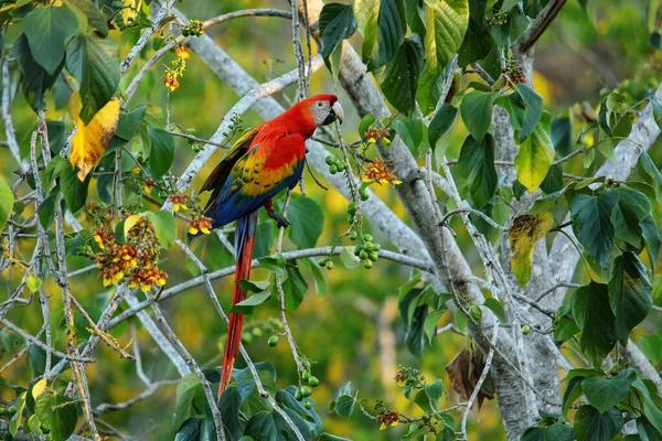 Kosta Rika Bir Ağaçta Meyve Yiyen Kırmızı Makao Ara Macao — Stok fotoğraf