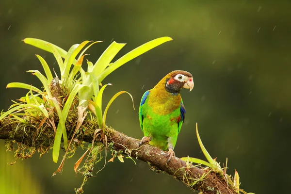 Brown Hooded Parrot Pyrilia Haematotis Sitting Tree Branch — Stock Photo, Image