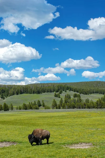 Bizon Stojící Poli Yellowstone National Park Wyoming Usa — Stock fotografie