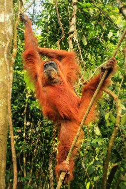Ağaçlarda asılı dişi Sumatra orangutanı (Pongo abelii), Gunung Leuser Ulusal Parkı, Sumatra, Endonezya. Sumatra orangutanı, Sumatra 'nın kuzeyine özgü ve ciddi bir tehlike altında..