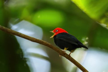 Kosta Rika 'da bir dalda oturan kırmızı başlıklı manakin (Ceratopipra mentalis)