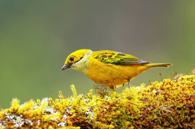 Kosta Rika 'da bir dalda oturan gümüş boğazlı tanager (Tangara icterocephala)