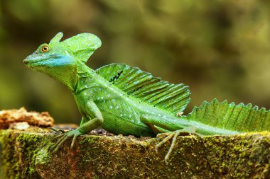 Kosta Rika 'da bir kütüğün üzerinde oturan erkek tüylü basilisk (Basiliscus plumifrons)