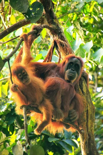 印度尼西亚苏门答腊市Gunung Leuser国家公园的一只雌性苏门答腊猩猩带着一个婴儿坐在一棵树上 苏门答腊猩猩是苏门答腊北部特有的一种动物 濒临绝种 — 图库照片