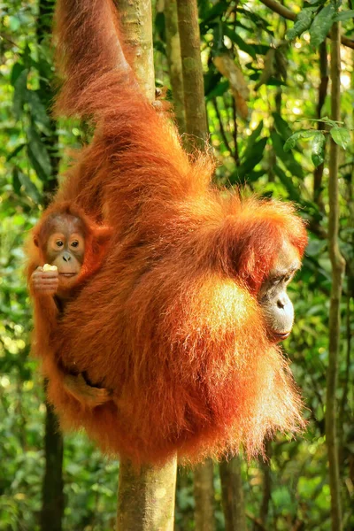 Žena Sumatran Orangutan Dítětem Hlídání Stromě Gunung Leuser National Park — Stock fotografie