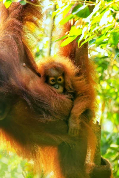 Baby Sumatran Orangutan Vedle Své Matky Gunung Leuser National Park — Stock fotografie