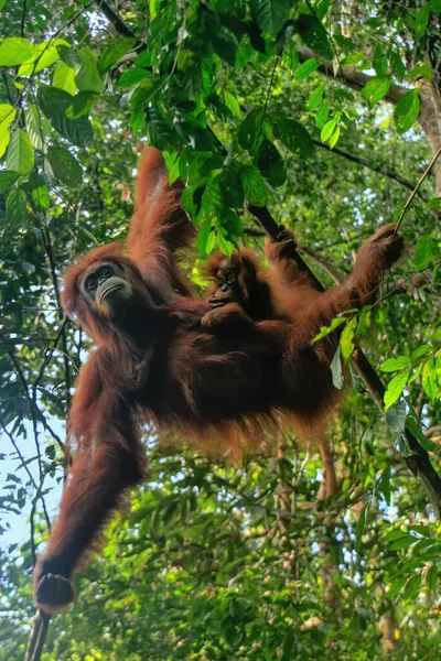 Orango Femminile Sumatra Con Bambino Appeso Tra Gli Alberi Gunung — Foto Stock