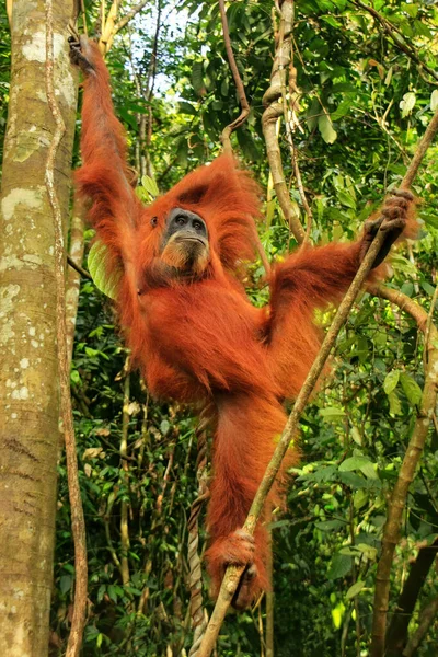 Orango Femmina Sumatra Pongo Abelii Appeso Tra Gli Alberi Gunung — Foto Stock