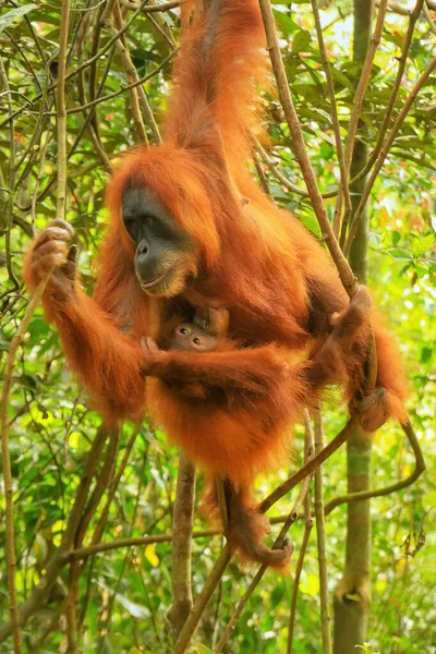 女性スマトラオランウータンの赤ちゃんが木にぶら下がっている Gunung Leuser国立公園 スマトラ インドネシア スマトラオランウータンはスマトラ島北部に生息し 絶滅危惧種に指定されている — ストック写真
