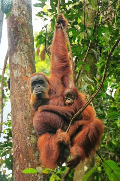 インドネシアのスマトラ州グヌン ルーザー国立公園の木の上に座っている赤ん坊を持つ女性スマトラオランウータン スマトラオランウータンはスマトラ島北部に生息し 絶滅危惧種に指定されている — ストック写真