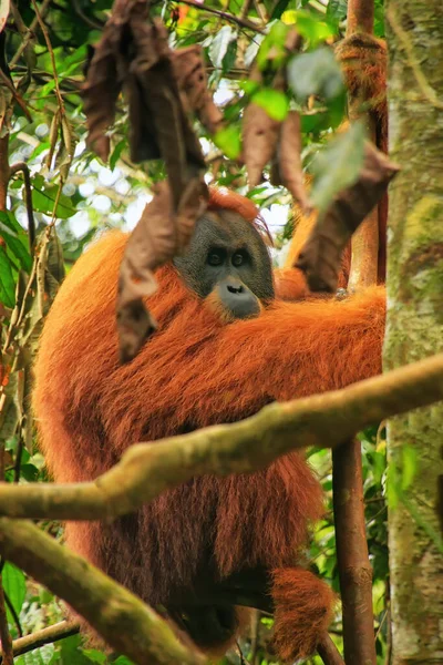 インドネシア スマトラ島のグヌン ルーザー国立公園の木に座っている男性スマトラオランウータン Pongo Abelii スマトラオランウータンはスマトラ島北部に生息し 絶滅危惧種に指定されている — ストック写真