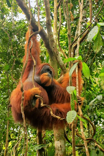Muž Sumatran Orangutan Pongo Abelii Visící Stromech Národním Parku Gunung — Stock fotografie