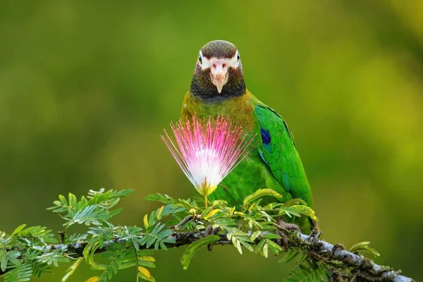 Brown Hooded Parrot Pyrilia Haematotis Sitting Tree Branch — Stock Photo, Image