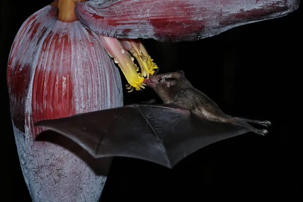 Néctar Naranja Murciélago Lonchophylla Robusta Alimentándose Flor Plátano Costa Rica — Foto de Stock