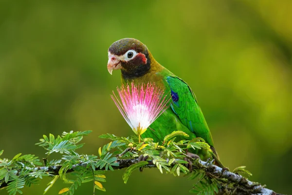 Brown Hooded Parrot Pyrilia Haematotis Sitting Tree Branch — Stock Photo, Image