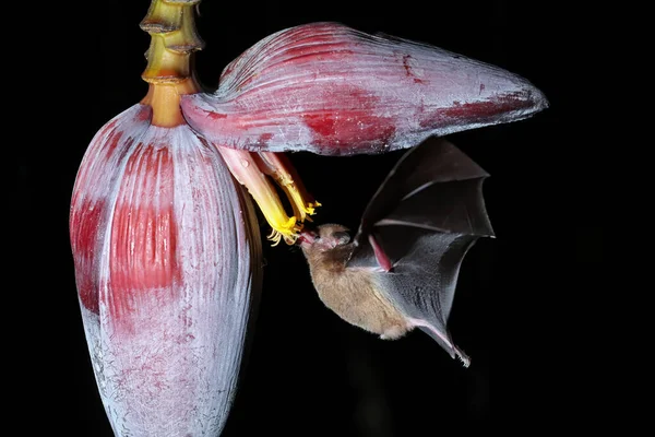 Néctar Naranja Murciélago Lonchophylla Robusta Alimentándose Flor Plátano Costa Rica — Foto de Stock