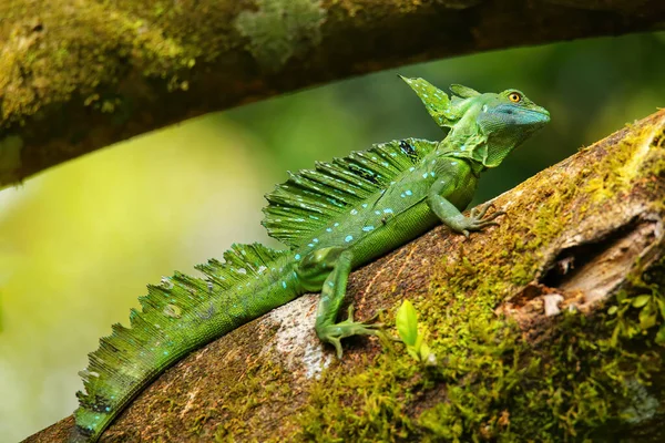 Mężczyzna Śliwki Bazyliszek Basiliscus Plumifrons Siedzi Pniu Kostaryka — Zdjęcie stockowe