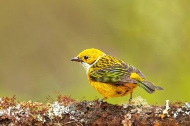 Kosta Rika 'da bir dalda oturan gümüş boğazlı tanager (Tangara icterocephala)