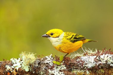 Kosta Rika 'da bir dalda oturan gümüş boğazlı tanager (Tangara icterocephala)