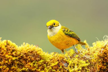 Kosta Rika 'da bir dalda oturan gümüş boğazlı tanager (Tangara icterocephala)