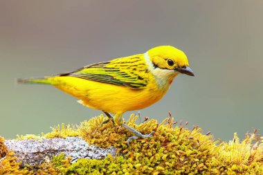 Kosta Rika 'da bir dalda oturan gümüş boğazlı tanager (Tangara icterocephala)