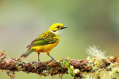 Kosta Rika 'da bir dalda oturan gümüş boğazlı tanager (Tangara icterocephala)