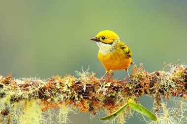 Kosta Rika 'da bir dalda oturan gümüş boğazlı tanager (Tangara icterocephala)
