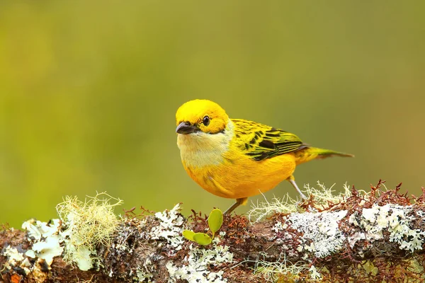 Silberkehltangler Tangara Icterocephala Sitzt Auf Einem Ast Costa Rica — Stockfoto