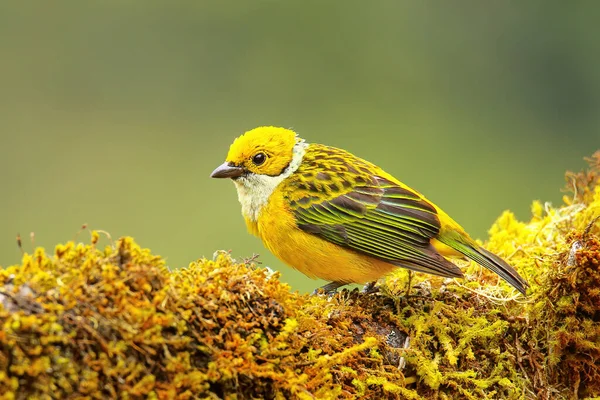 Tanager Garganta Plateada Tangara Icterocephala Sentado Una Rama Costa Rica —  Fotos de Stock