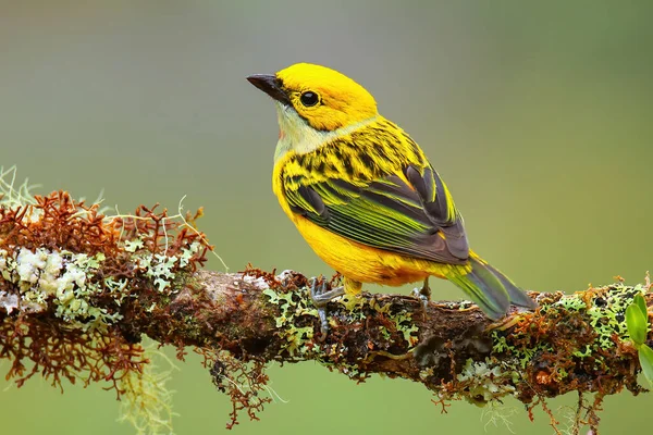Silver Throated Tanager Tangara Icterocephala Sitting Branch Costa Rica Stock Photo by ©DonyaNedomam 403507814