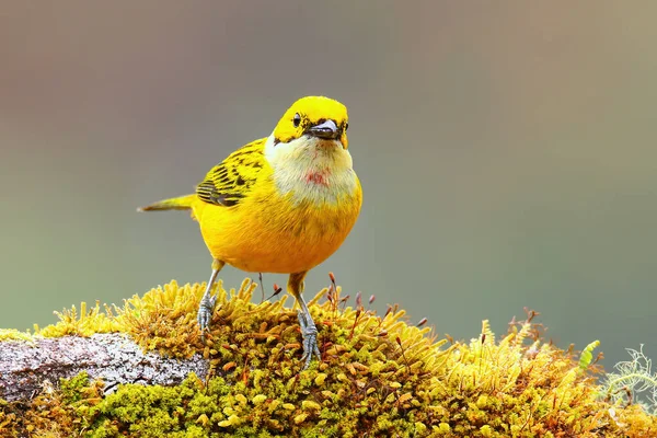 Ezüst Torkú Tanager Tangara Icterocephala Egy Ágon Costa Rica — Stock Fotó